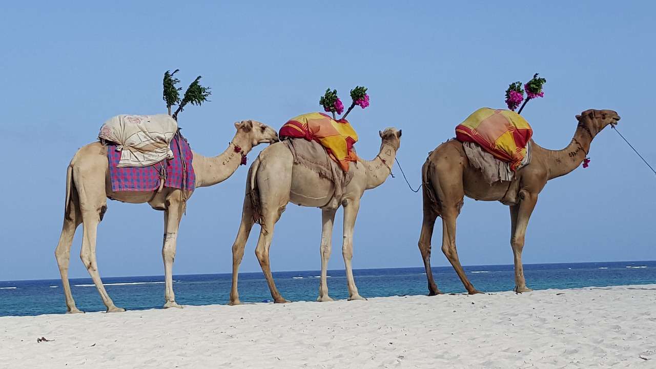 África camelo quebra-cabeças online