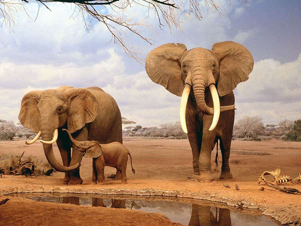 Familia de elefanți în savană puzzle online