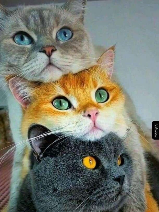 три цвета кота пазл онлайн