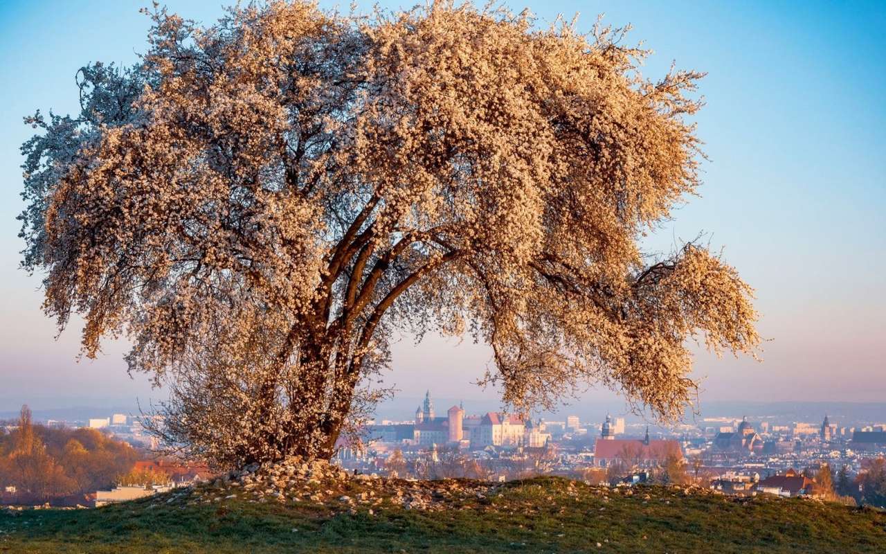 Polonia-Arbore înflorit pe Movila Krakus, o priveliște frumoasă puzzle online