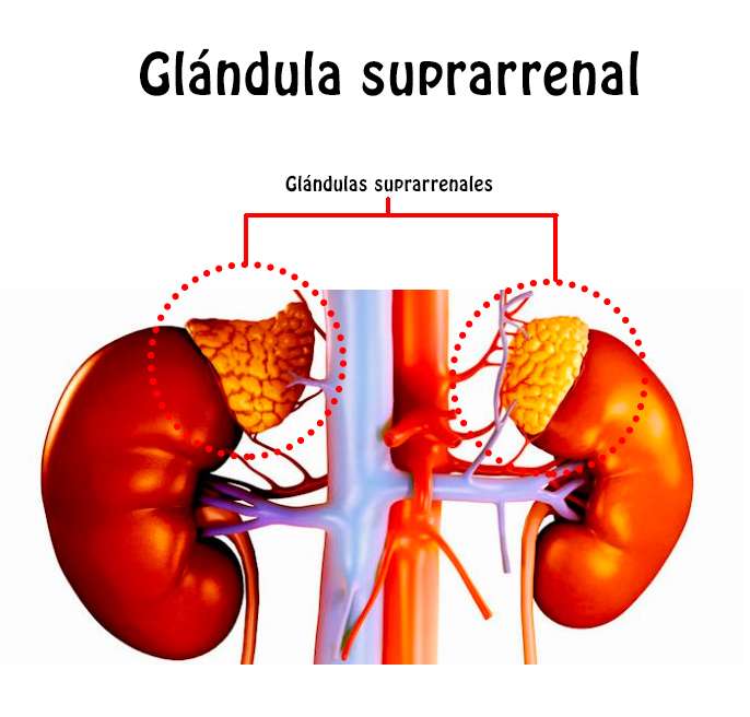 glândula adrenal puzzle online