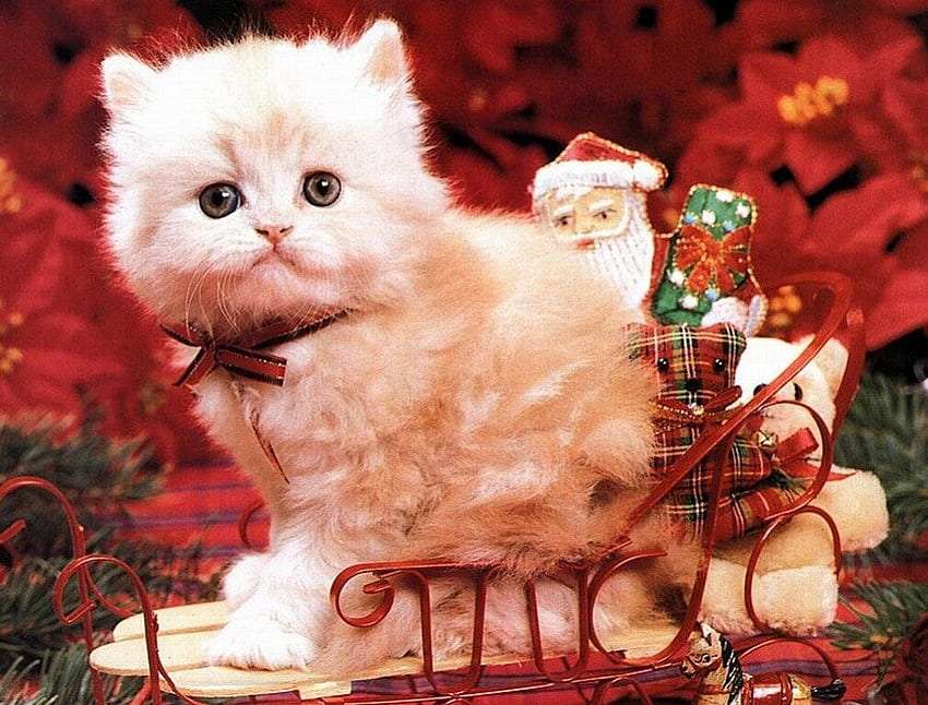 Санта нарядил котенка, милашка :) пазл онлайн