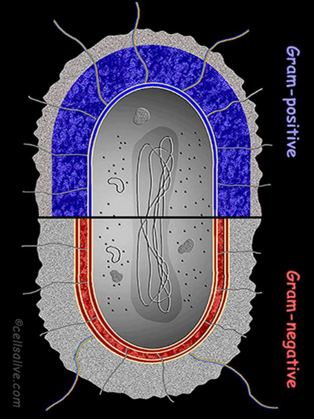 Celula Bacteriana legpuzzel online