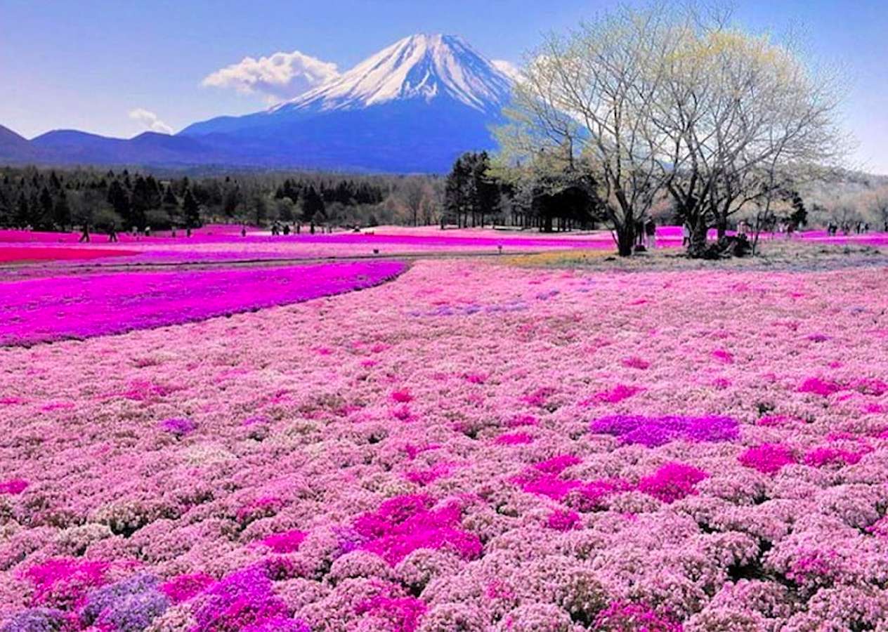 Vulcão Fuji no início da primavera - Japão puzzle online