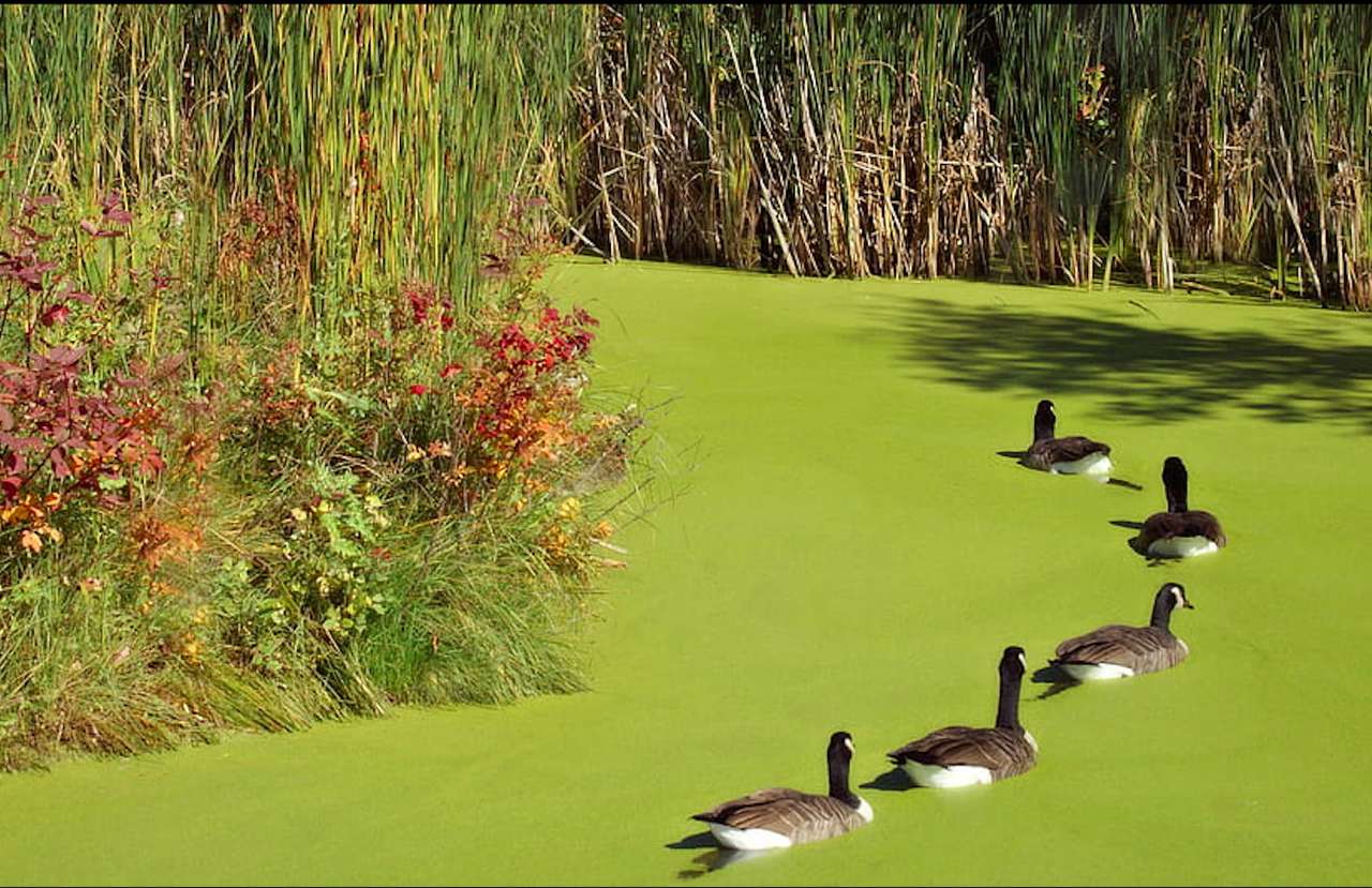 Familia de patos en un lago en flor, qué espectáculo rompecabezas en línea