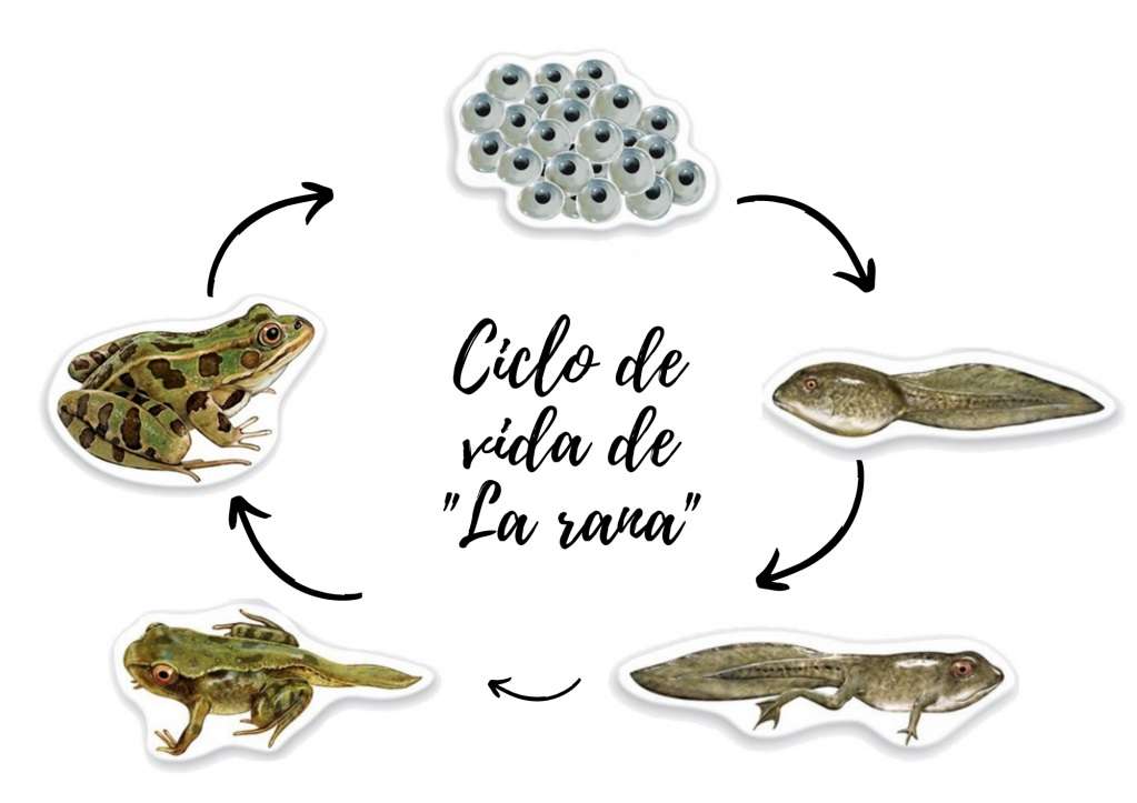 FROG LIFE CYCLE online puzzle