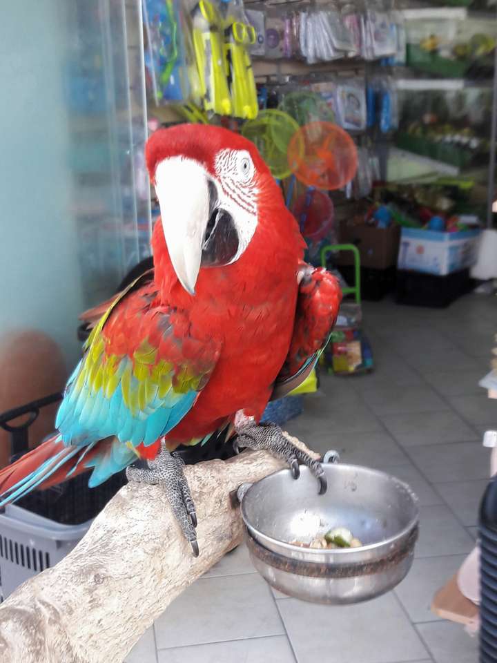 Papegojan Lora pussel på nätet