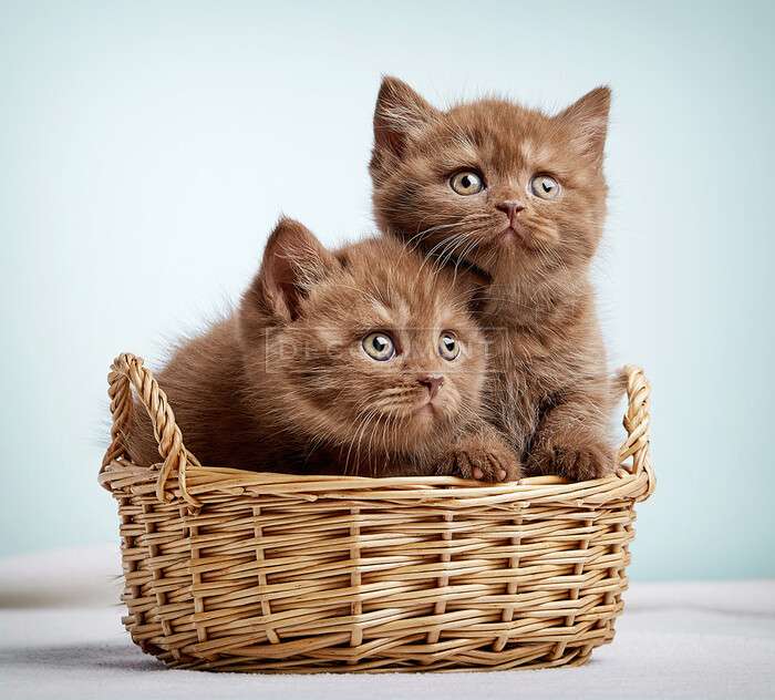 Два коричневых котенка в корзине пазл онлайн