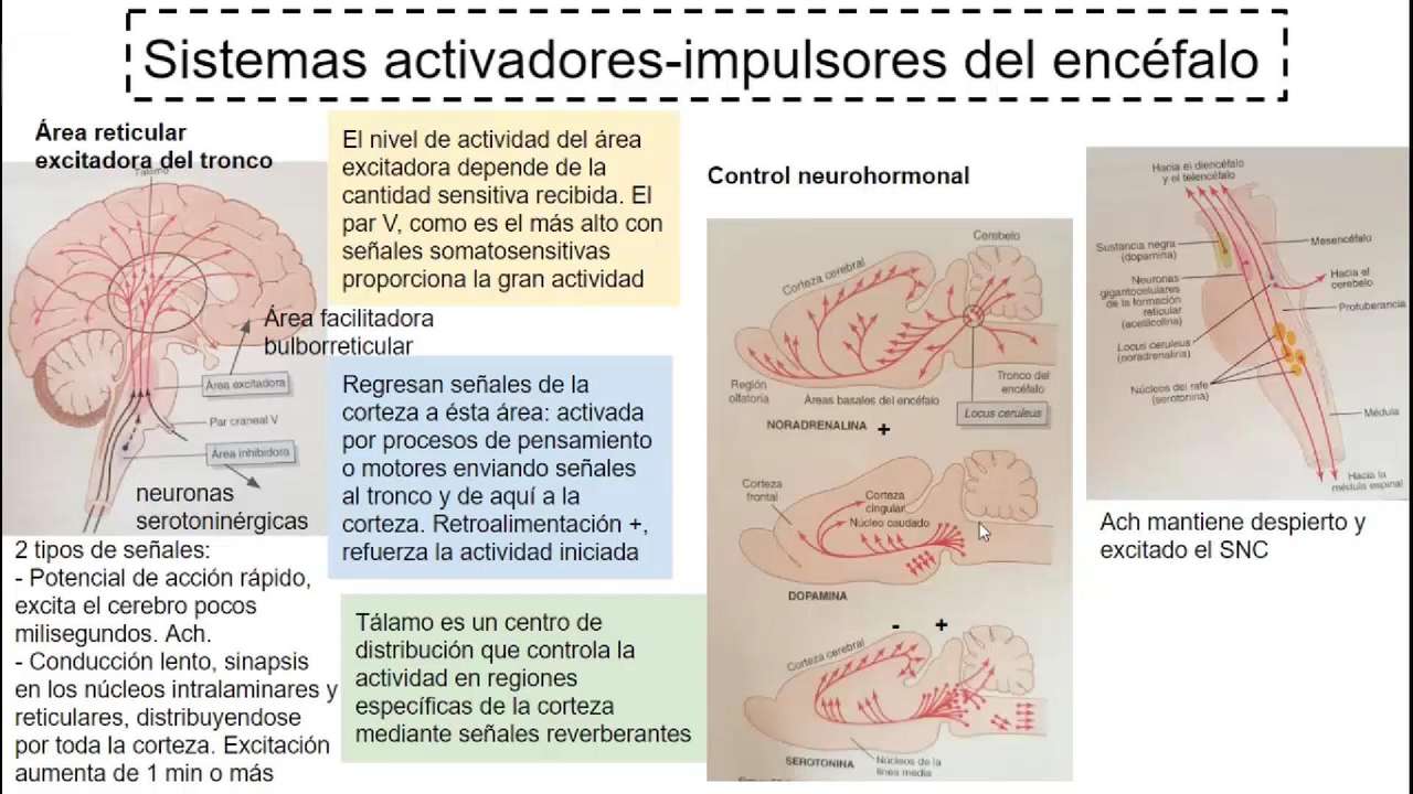 Limbic system online puzzle