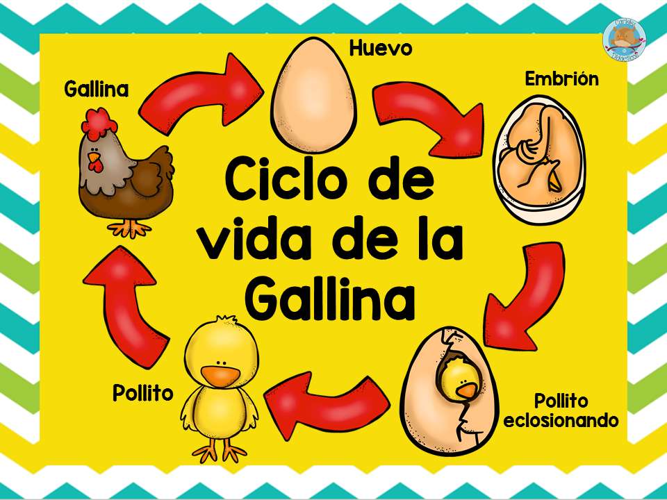 CICLO DE VIDA DE LA GALLINA rompecabezas en línea