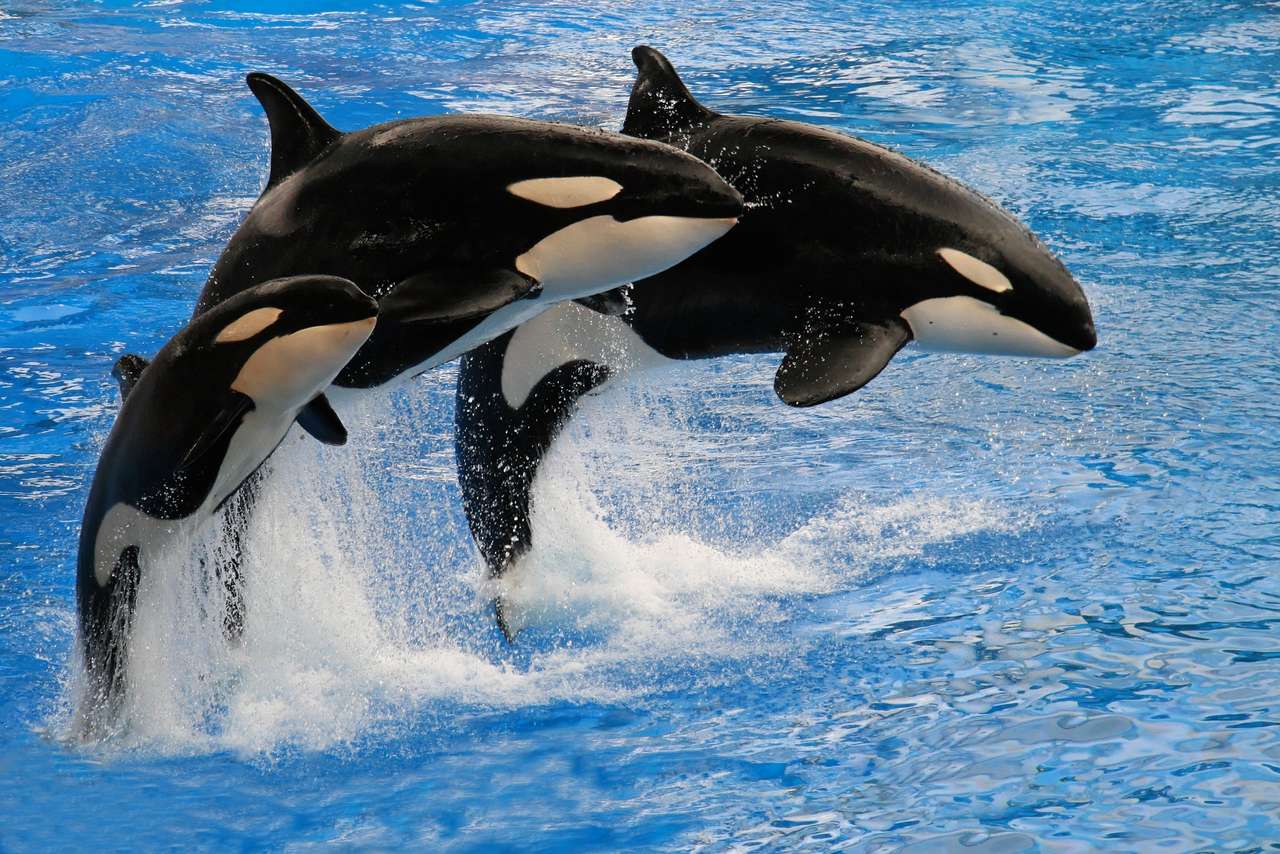 3 orcas pulando puzzle online