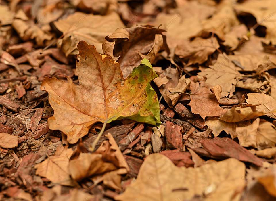 Мертвые листья пазл онлайн