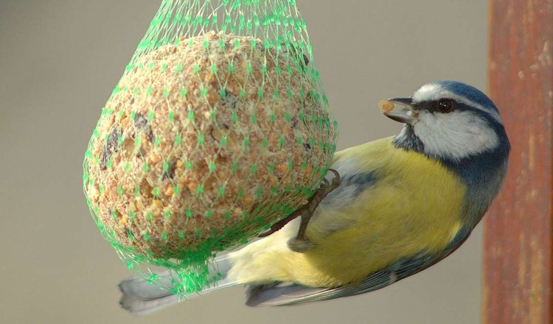 Alimentando um pássaro no inverno puzzle online