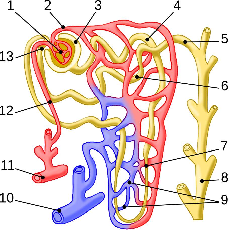 NEPHRON PHYSIOLOGY jigsaw puzzle online