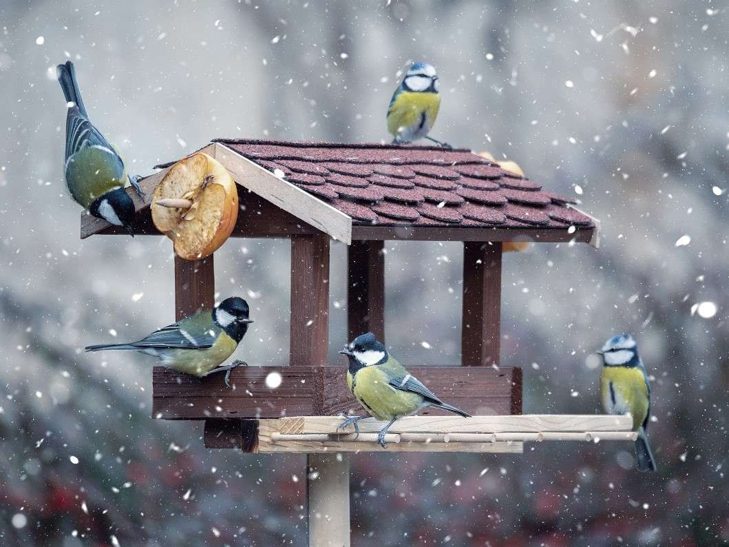 Uccelli sull'alimentatore puzzle online