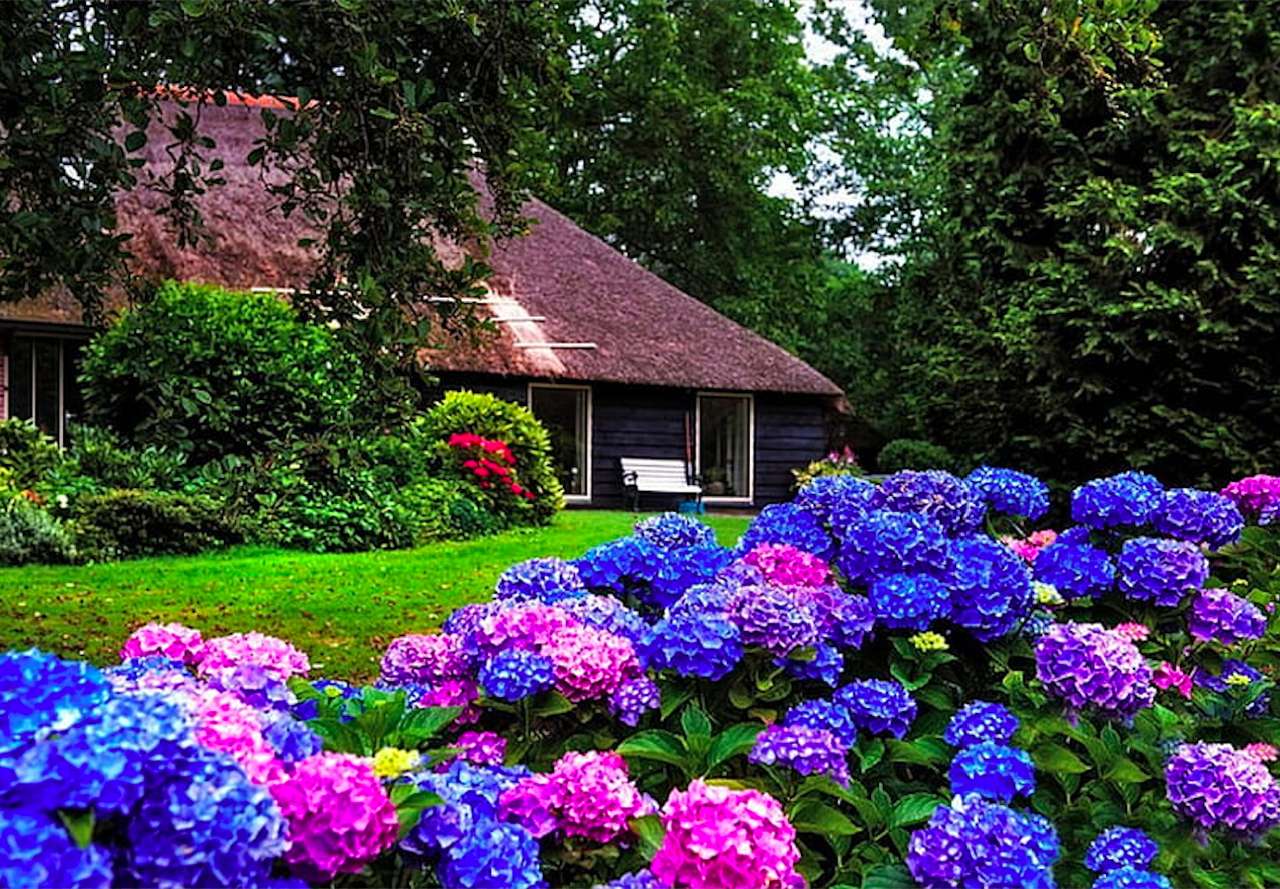 Hermosas hortensias de colores furiosos, hermosa casa rompecabezas en línea