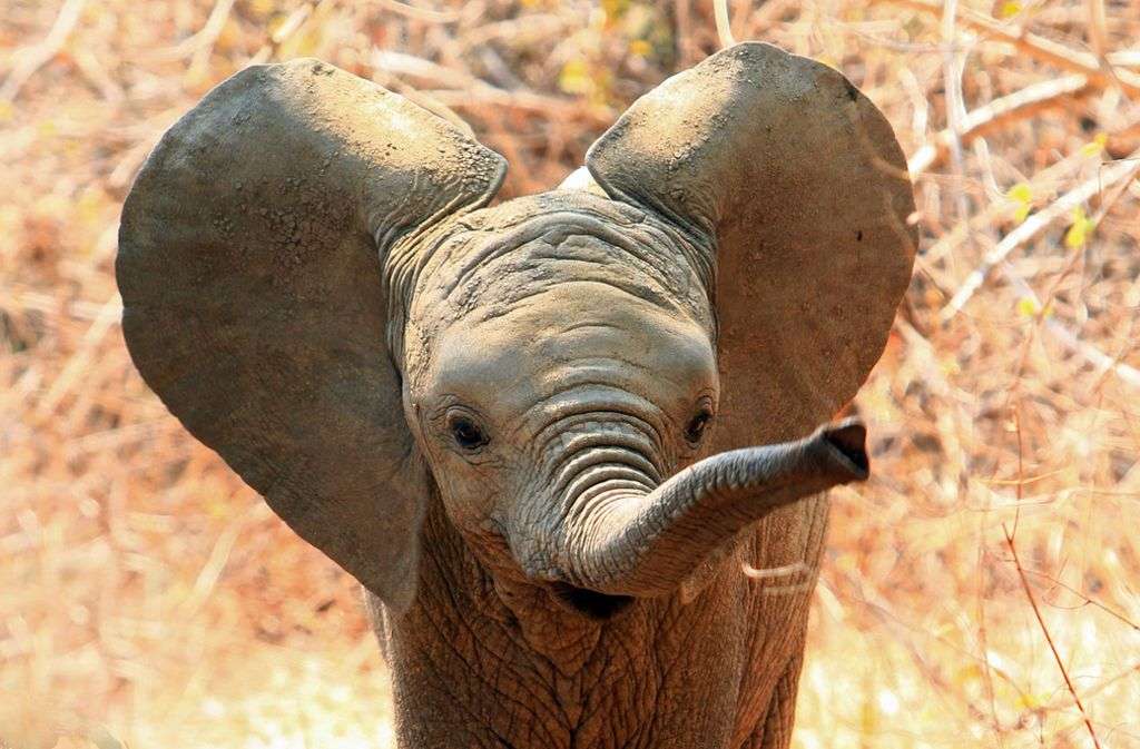elefante bébé puzzle online