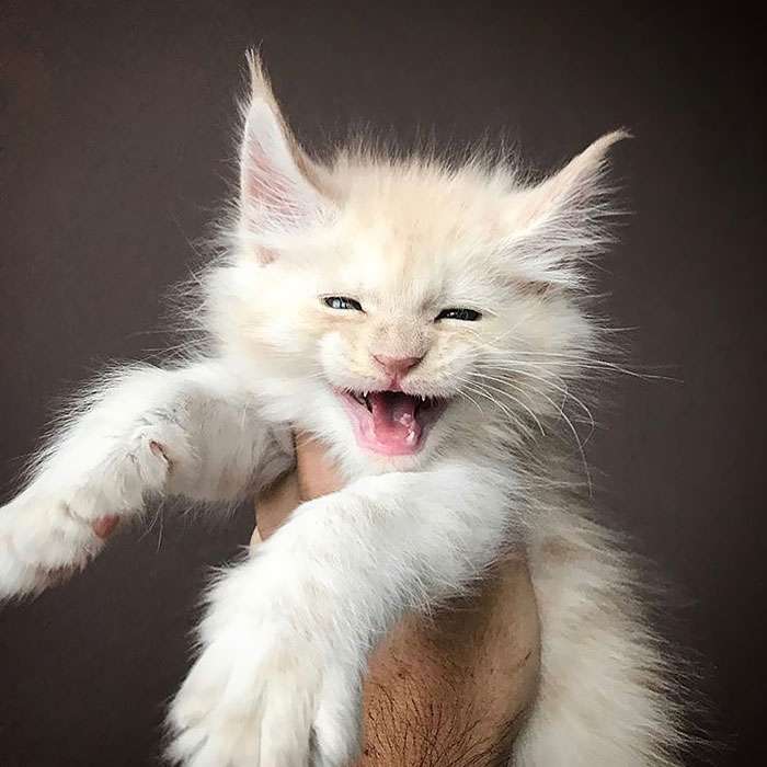 Усміхнений кіт онлайн пазл