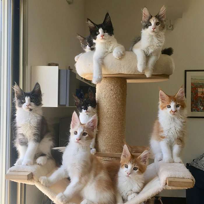 Krásné kočky skládačky online