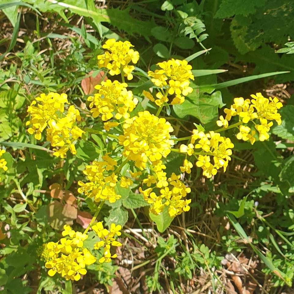 fleurs de printemps jaunes puzzle en ligne