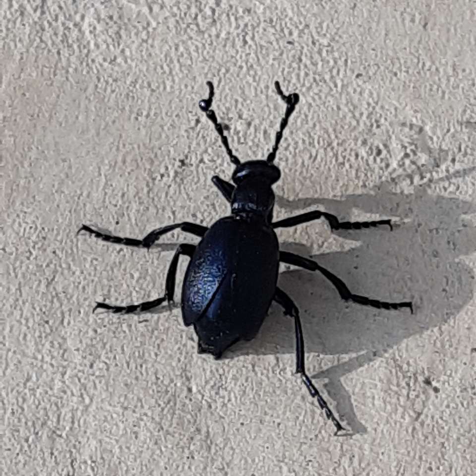 черный жук на бетоне онлайн-пазл