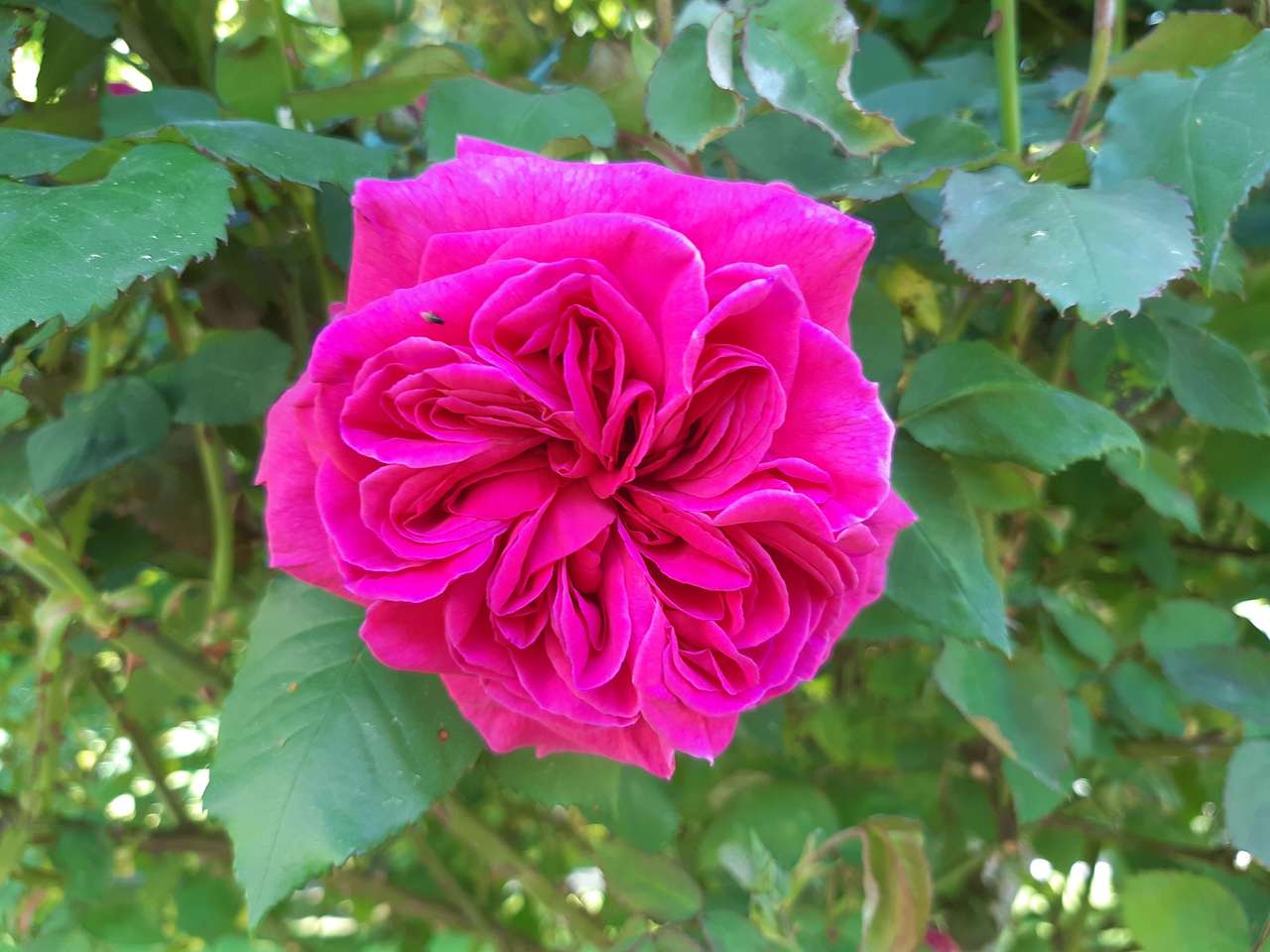 червона рожева троянда пазл онлайн