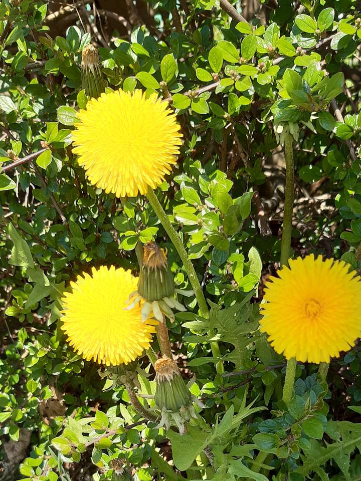 tre gula blommor i gräset Pussel online