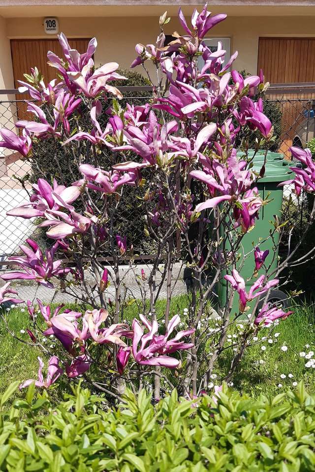 blommande magnolia Pussel online