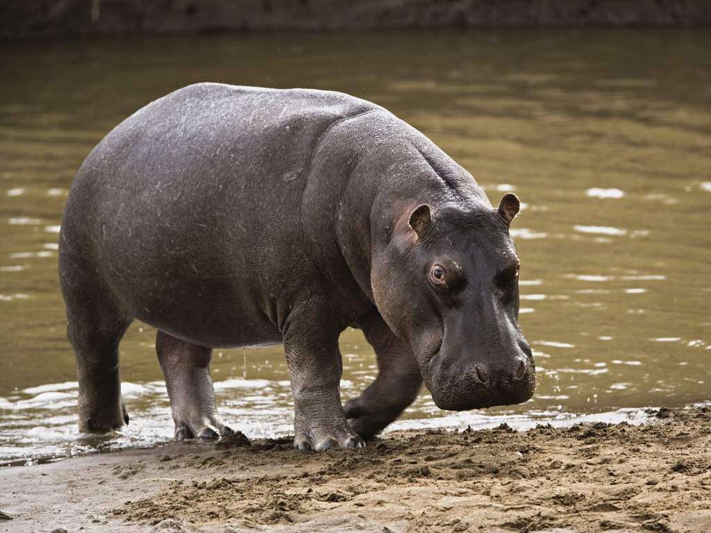 hippopotame puzzle en ligne