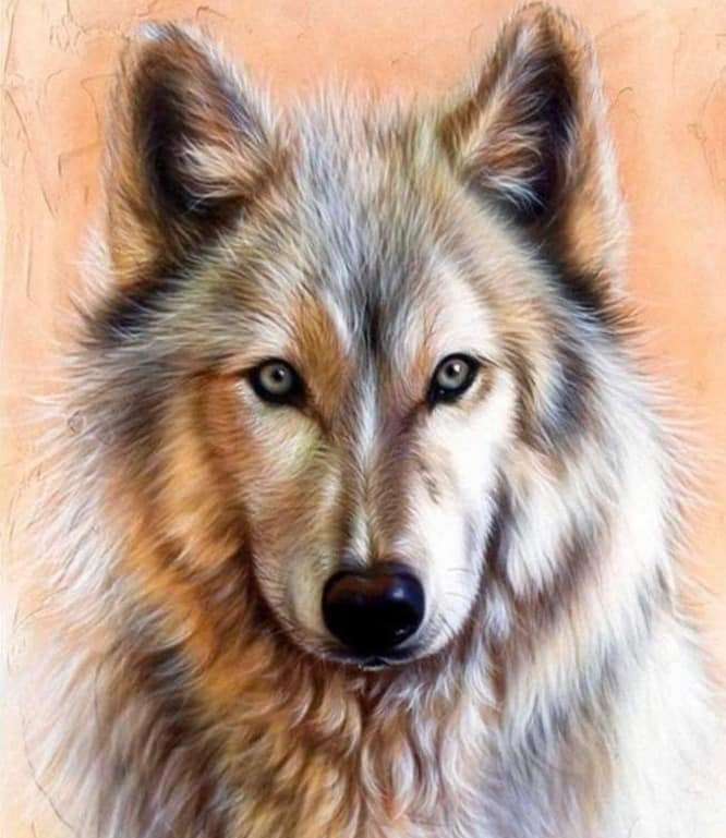 Ένας λύκος με όμορφο βλέμμα παζλ online