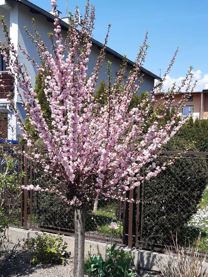 дърво, покрито с розови цветя онлайн пъзел