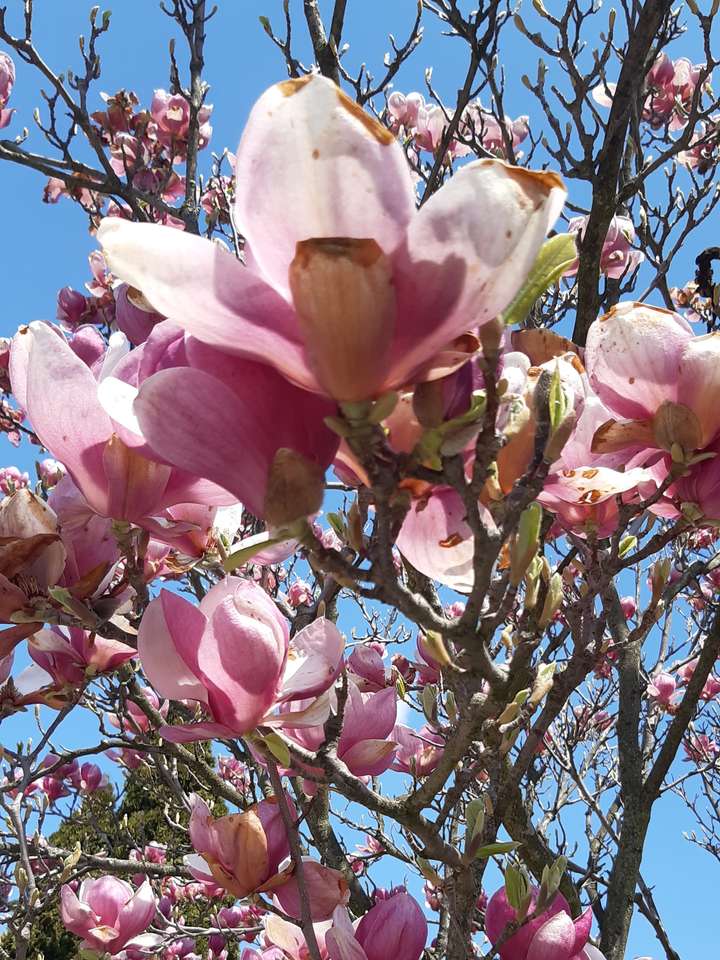 flor de magnolia rompecabezas en línea