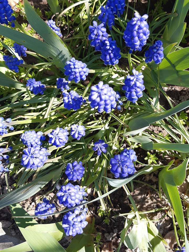 blaue Blumen zwischen den Blättern Online-Puzzle