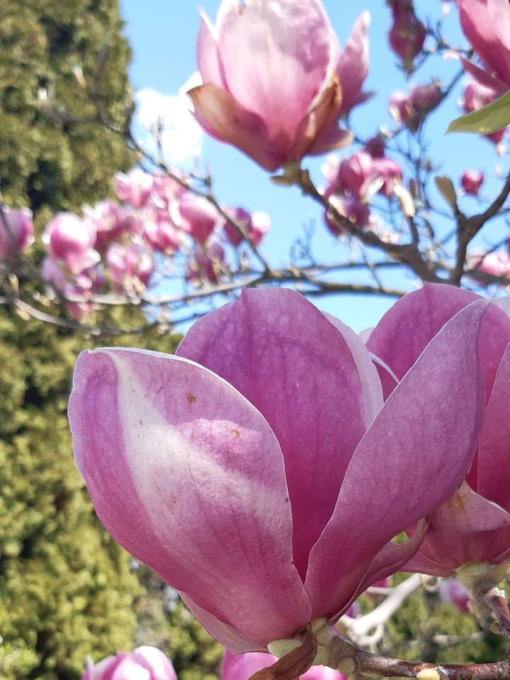 Rosa Magnolienblüten aus nächster Nähe Puzzlespiel online