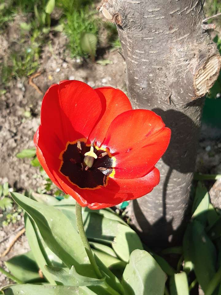 hermosa flor de amapola roja rompecabezas en línea