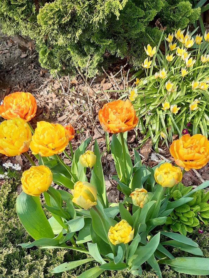 fleurs de tulipes jaunes puzzle en ligne