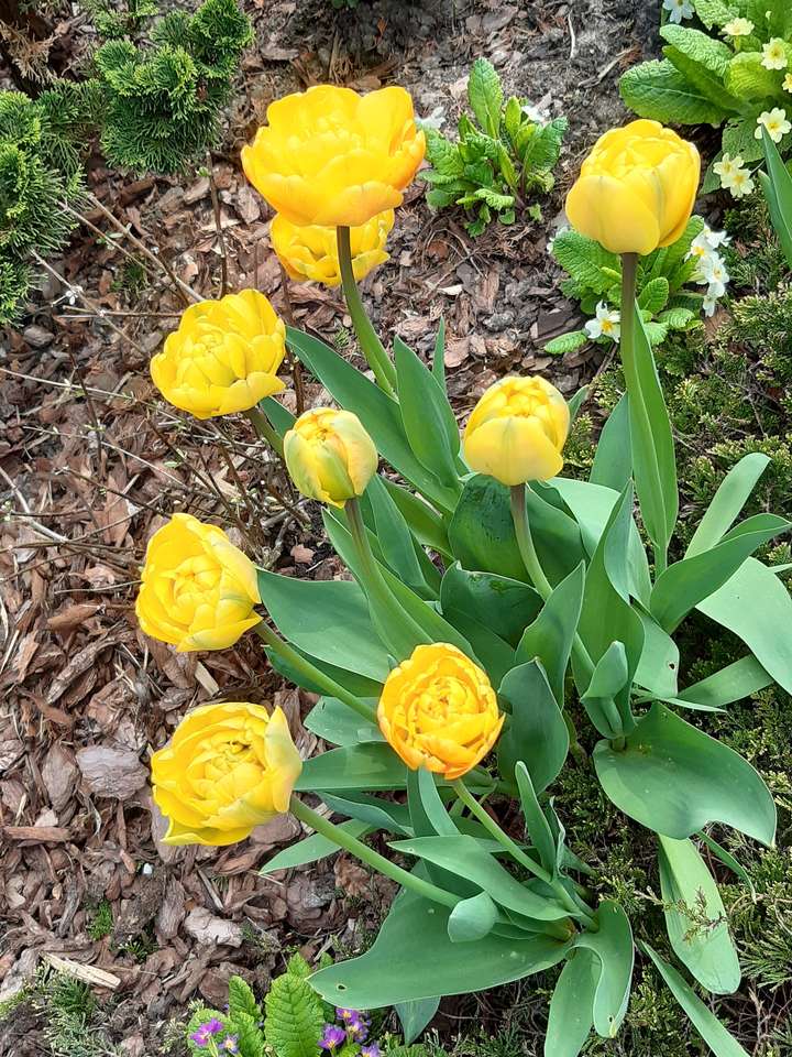 tulipanes amarillos en la frontera rompecabezas en línea