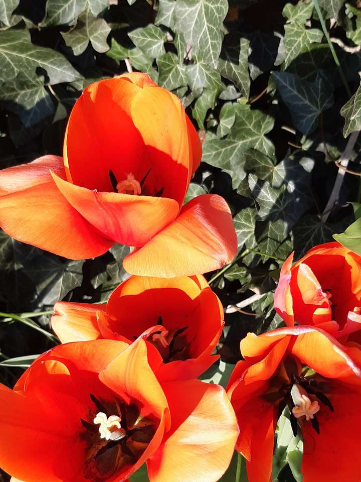 tulipes rouges et soleil 1 puzzle en ligne