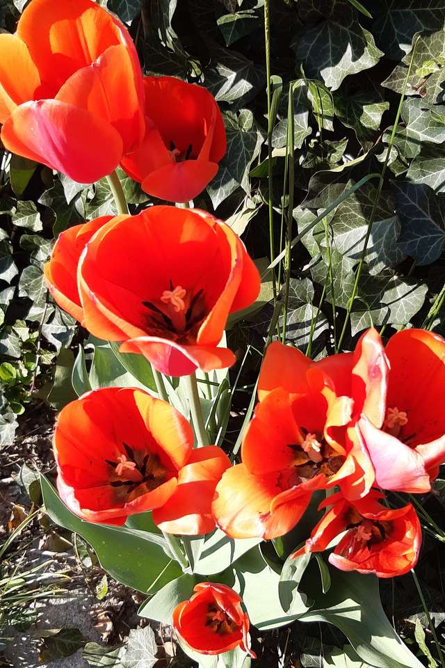 tulipes rouges partie 2 puzzle en ligne