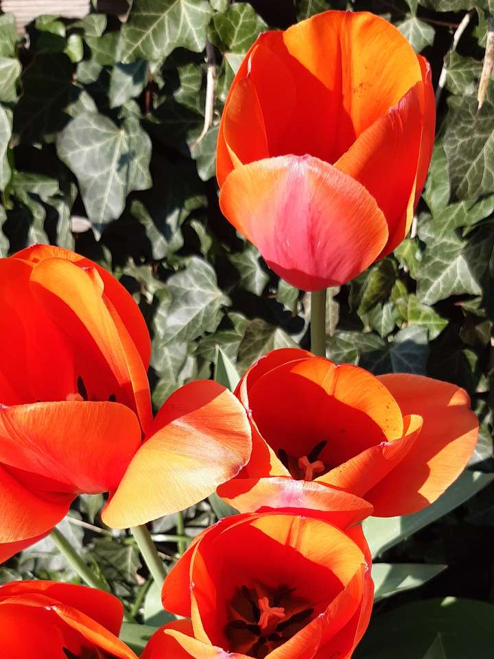 červené tulipány část 3 online puzzle