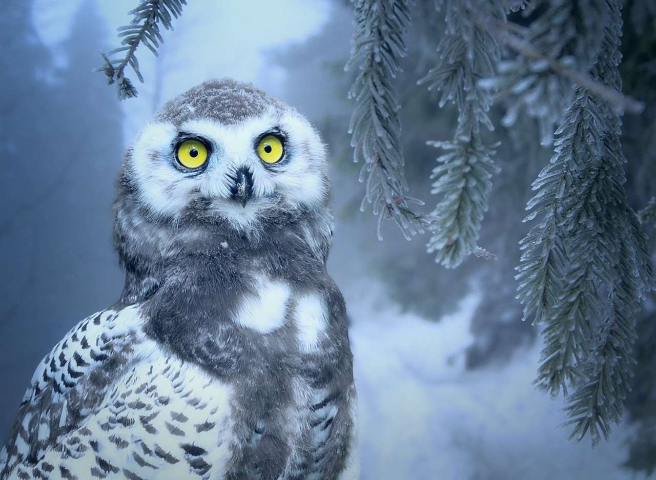 フクロウと冬景色 ジグソーパズルオンライン