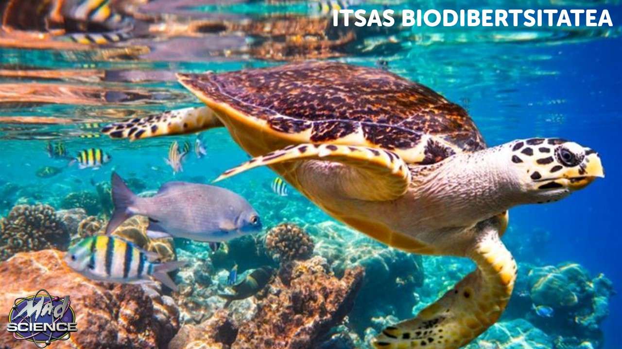 Itsas biodibertsitatea онлайн пъзел