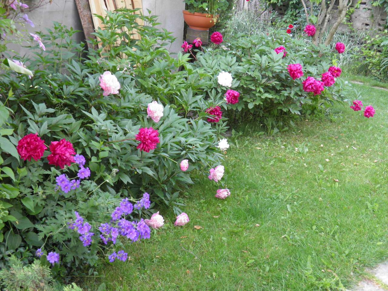 bazsarózsa/pünkösdi rózsa kirakós online