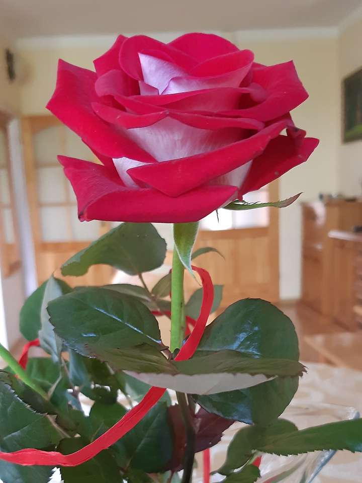 червона троянда, королева квітів онлайн пазл