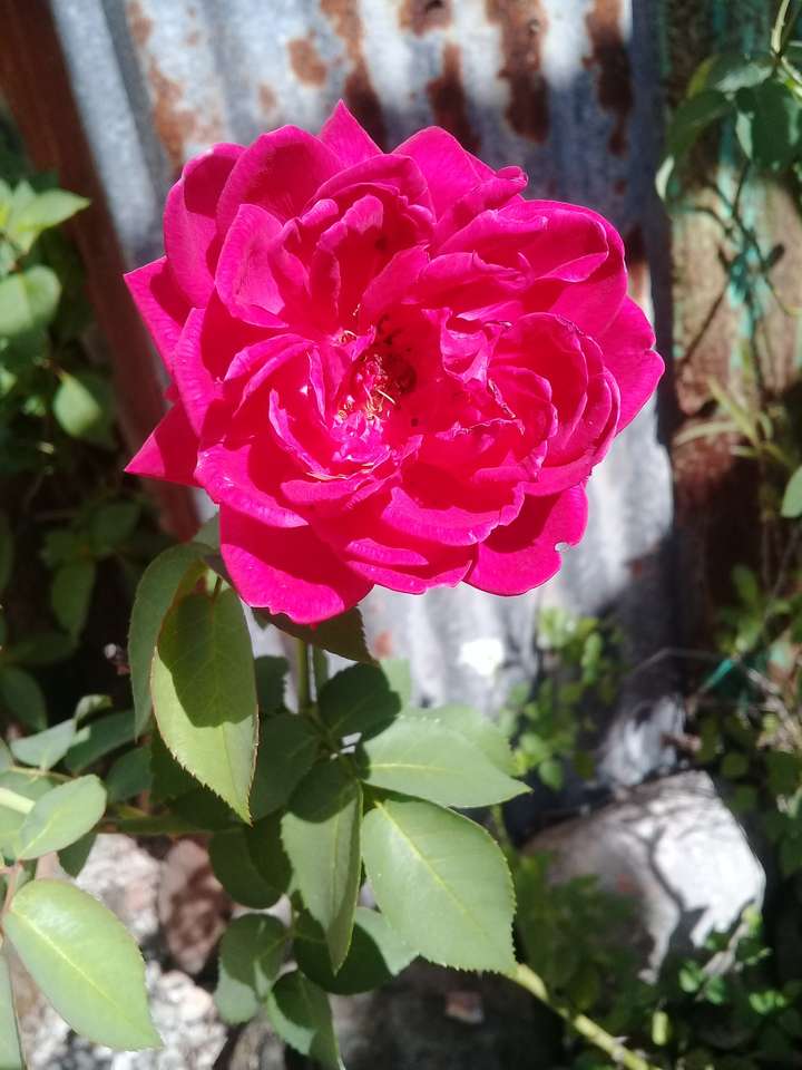 Ma rose dans mon jardin puzzle en ligne
