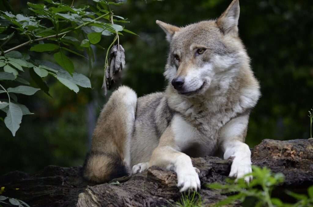 Чехословашки вълк онлайн пъзел