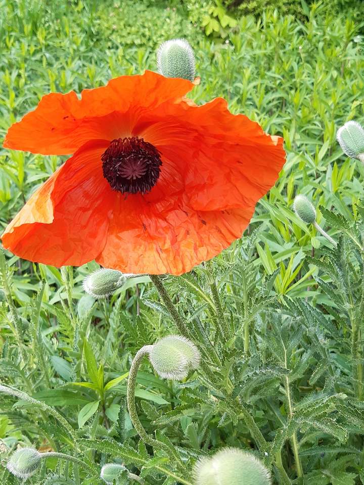 red poppy jigsaw puzzle online