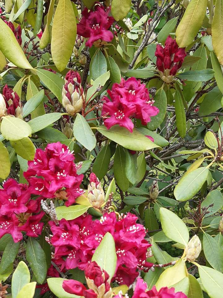 Pontische azalea bloemen legpuzzel online