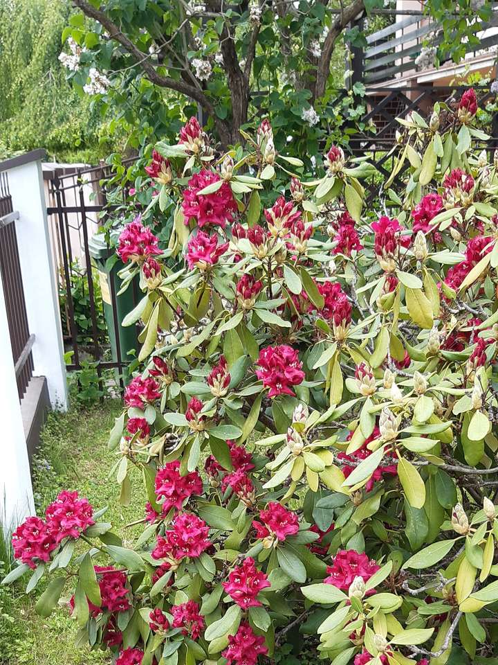 arbusto de azalea en flor rompecabezas en línea