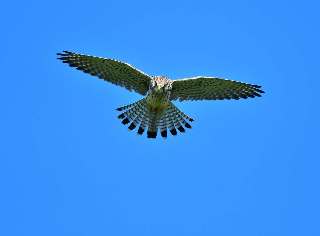 pájaro halcón rompecabezas en línea